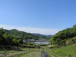 常楽坊オリーブ畑