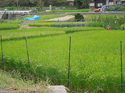 みんなの田んぼ
