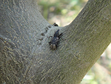 ゾウムシの成虫