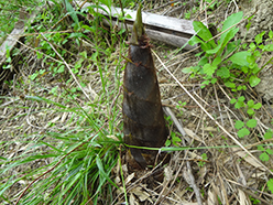 タケノコ
