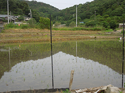 田植え