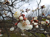 梅の開花
