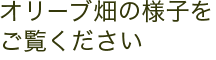 オリーブを育てている畑をご案内します