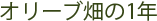 オリーブ畑の1年