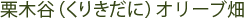 栗木谷（くりきだに）オリーブ畑