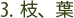 3. 枝、葉