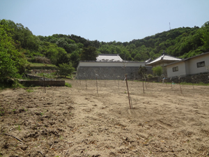 寺の下オリーブ畑