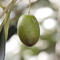 カラマタ：Kalamata
