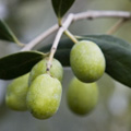 ルッカ : Lucca